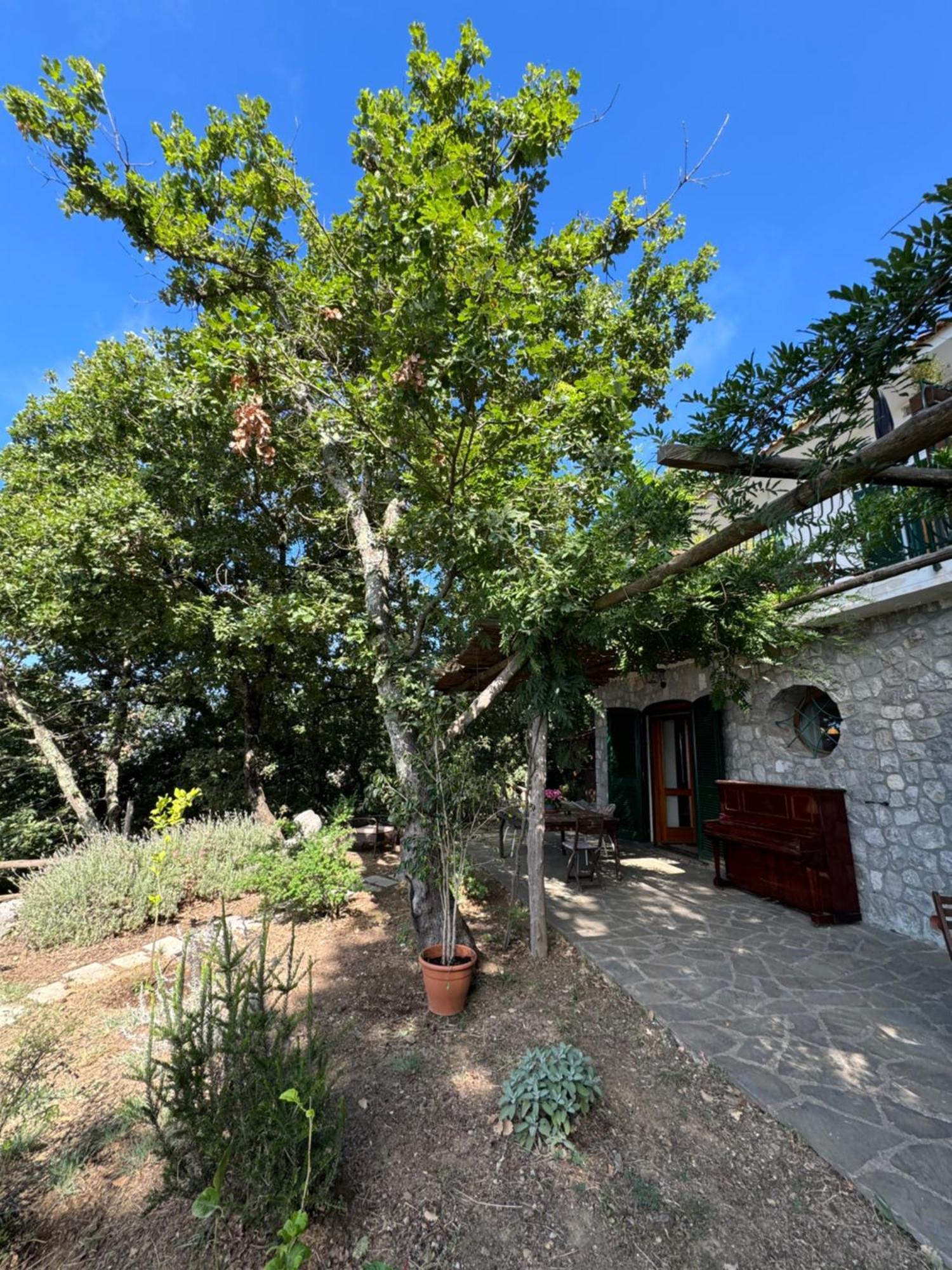 Groove'N'Grove Bed & Breakfast Sant'Agata sui due Golfi Luaran gambar